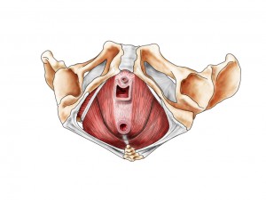 た 治っ 子宮 ブログ 脱 【患者体験談】股間の異物の正体は 自分の臓器!?